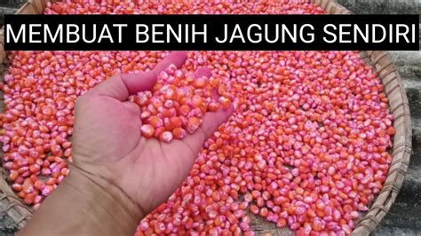 Membuat Benih Jagung Sendiri Solusi Benih Jagung Mahal YouTube