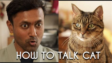 How To Talk To Your Cat Learn Cat 101 Cat Talk Cats Cats 101