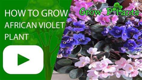 How To Grow African Violet Plant Youtube