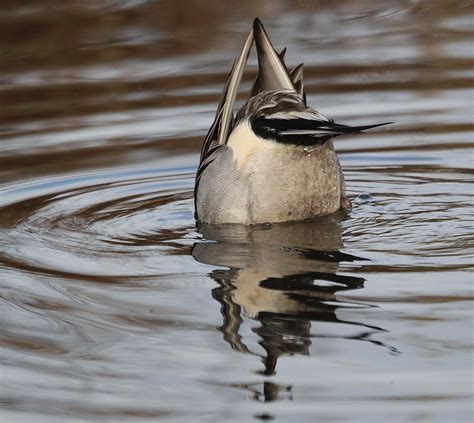 Upside Down Duck © Eric Rossicci Flickr