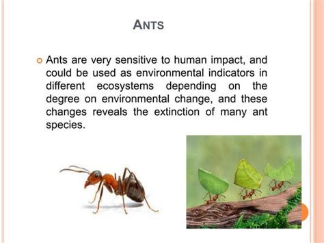 Insect As Pollution Indicator