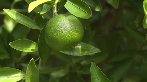 Citrus Greening Cure From California Could Be Key To Revitalizing Florida S Soured Industry