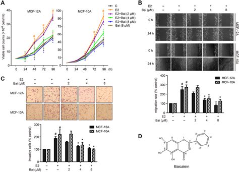 Baicalein Prevents E Induced Cell Growth Migration And Invasion In