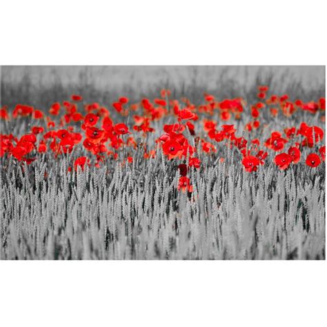 Papier Peint Coquelicots Rouge Sur Champ En N B Artgeist Rouge