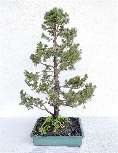 Bonsai Di Abete Abies Albertiana Conica