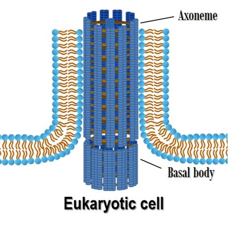 Eukaryote Flagellum Oer Commons