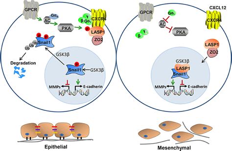 Frontiers New Frontiers For The Cytoskeletal Protein Lasp