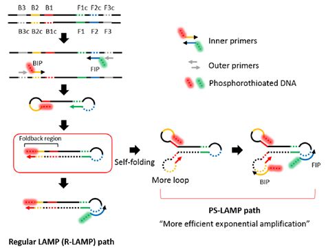 Loop Mediated Isothermal Amplification Lamp Lateral Flow