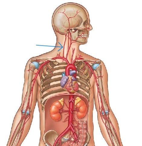 Overview Of Major Systemic Arteries Pictures Flashcards Quizlet