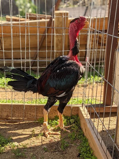 Thai Gamefowl