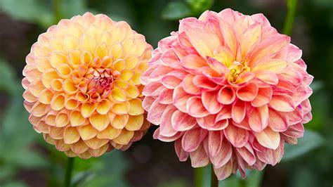 dahlia flower varieties exploring colors shapes  sizes