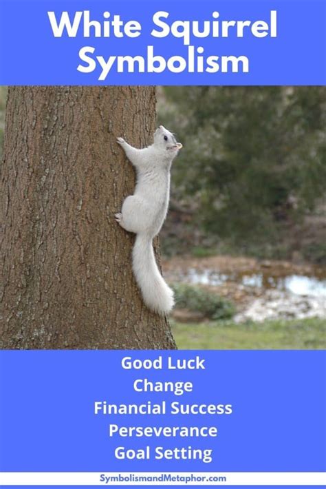 White Squirrel Symbolism (Luck and Abundance)