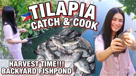 Harvesting Tilapia From Backyard Fishpond Philippines Catch And Cook