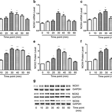 The Mrna And Protein Expression Levels Of Nox1 Nox2 And Nox4 In