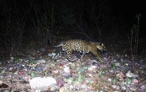 Is there a new jaguar in Arizona? Trail cameras detect a cat in the ...