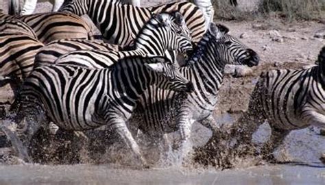 Zebra Migration | Animals - mom.me