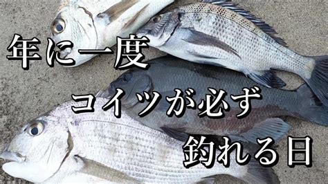 和歌山 地磯のフカセ釣り 一年に一度だけ、必ずあの魚が釣れる日 Youtube