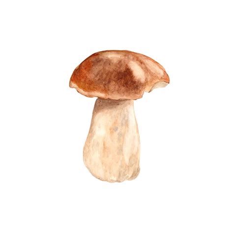 Boletus edulis de hongos porcini aislado sobre fondo blanco ilustración