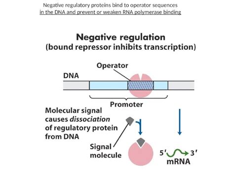 PPTX Negative Regulatory Proteins Bind To Operator Sequences In The