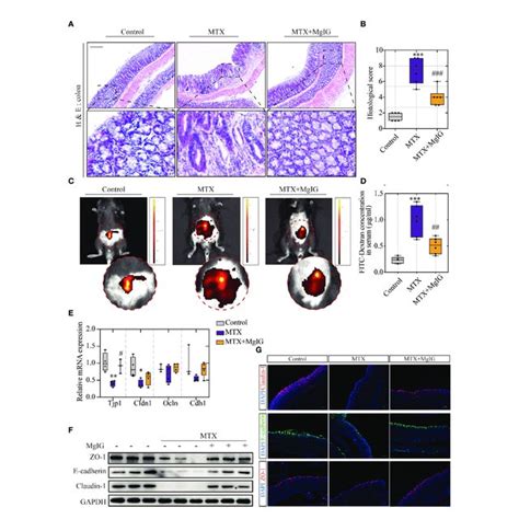 MgIG Alleviated MTX Induced Intestinal Injury A Representative H E