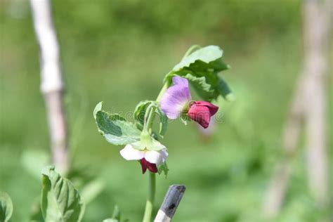 Harvesting Snow peas. stock image. Image of organic - 246924699