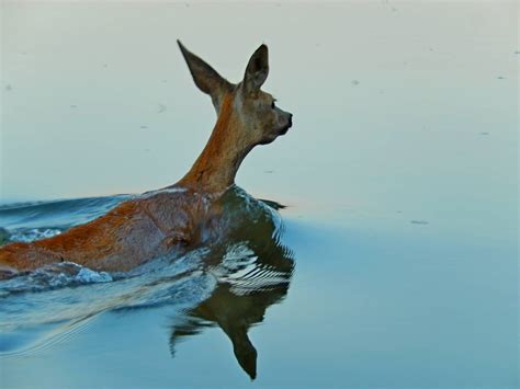 Un Homme Courageux Saute Dans L Eau Glac E Pour Sauver Un Cerf Avec Un