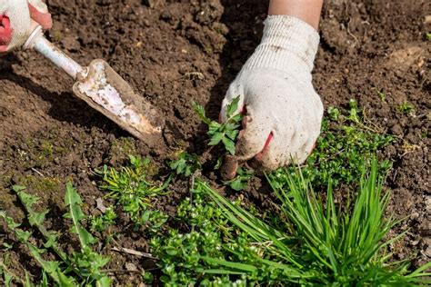 Top Tips To Get Rid Of Weeds Knights Garden Centres