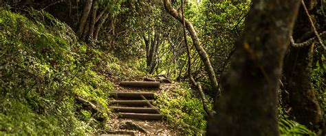 The Big Tree is in the Tsitsikamma forest and you can do a zipline ...