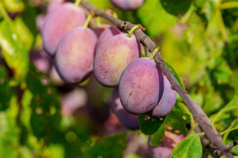 Pianteefioriditalia Quando Piantare Alberi Da Frutto Il Periodo