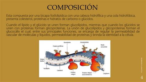 La Membrana Plasm Tica Celular Biolog A Celular Ppt