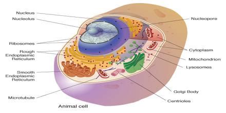 Cell Biology - Assignment Point