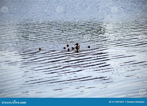 Duck With Ducklings Swim In Light Waves Stock Image Image Of