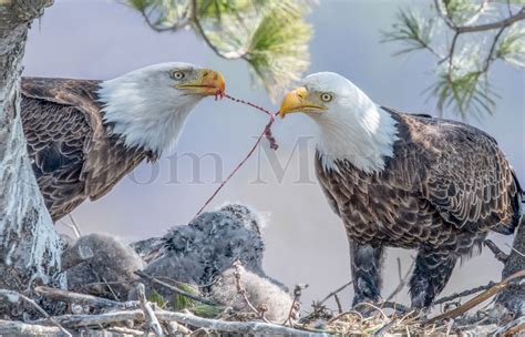 Bald Eagles Feeding Chicks – Tom Murphy Photography