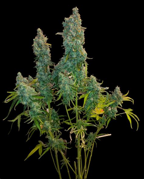 Royal Queen Seeds Titan F1 Grow Diary Journal Harvest10 By