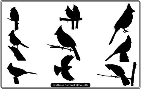 Northern Cardinal silhouette free 18746568 Vector Art at Vecteezy