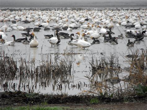 Migrating geese | Goose, Animals, The neighbourhood