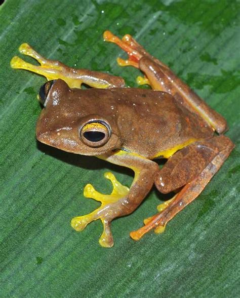 Rhacophorus Rhodopus Liu Hu 1960 From Kamlang WLS Arunachal