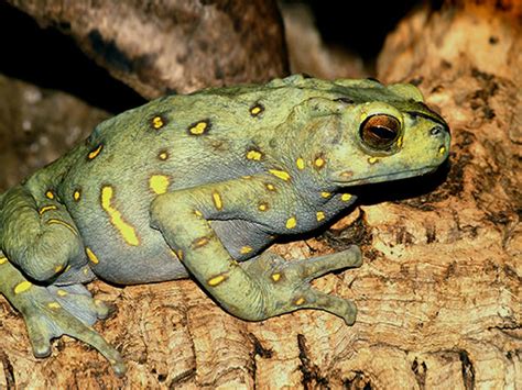 Yellow-spotted Tree Toad - Rentapia flavomaculata