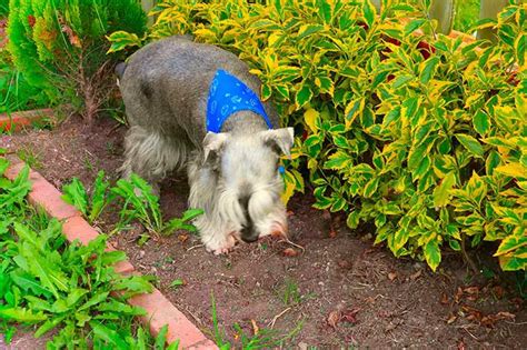 Total Images Como Entrenar A Un Perro Schnauzer Para Ir Al Ba O