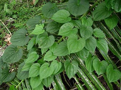 White Yam Plant Britannica