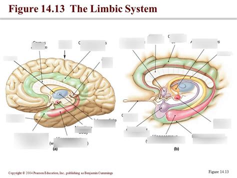 Limbic System Diagram Quizlet