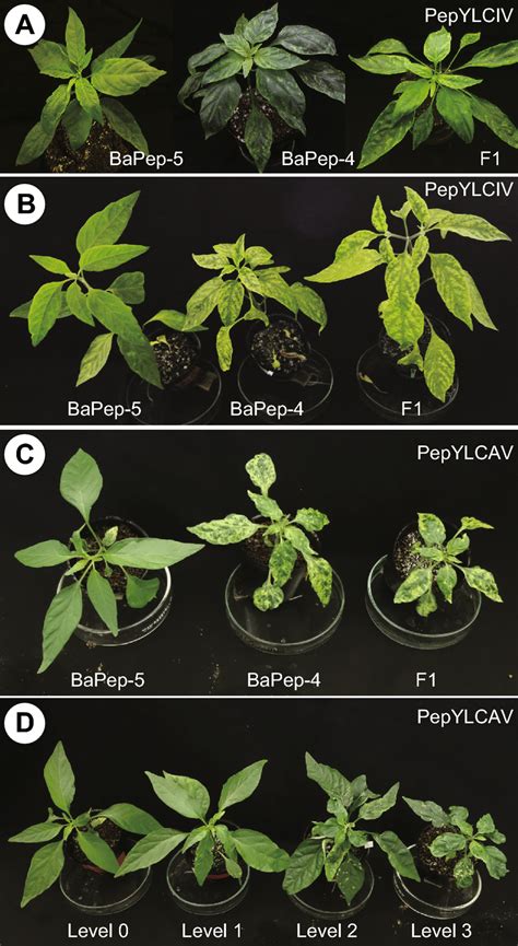 Bapep 5 Bapep 4 And F1 Plants With Single Inoculations Of Pepper Download Scientific Diagram