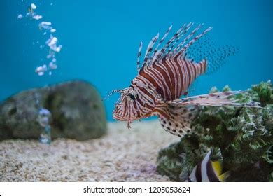 Lion Fish Aquarium Exhibits Stock Photo 1205053624 | Shutterstock