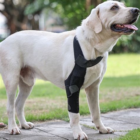 Zenghuiiii Upgraded Dog Leg Brace Dog Joint Support And Recovery ...