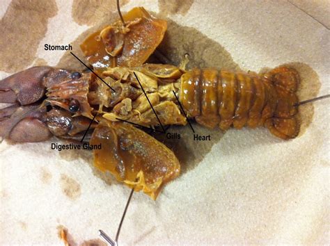 Class Malacostraca Diagram | Quizlet