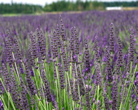 Find Many Lavender Plants And T Ideas Best Lavender Bundles