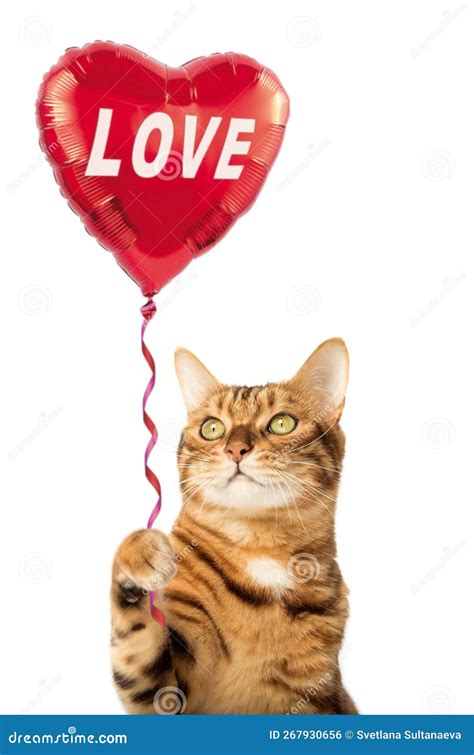 Cute Cat Holding Heart Balloon Love Card Greeting Card Stock Photo