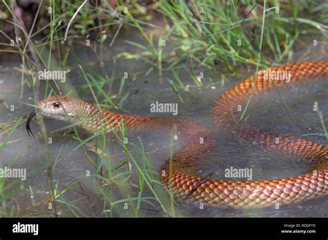 King Brown Snake Stock Photo - Alamy