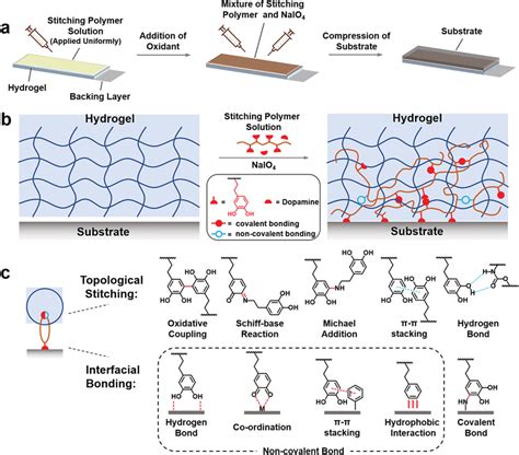 Principle Of The Topological Stitching Strategy A Schematic Of