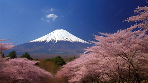 An Image From Japan With Mountain Surrounded By Some Pink Trees ...